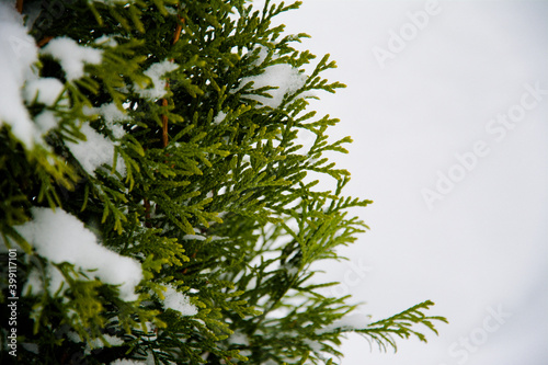 fresh snow on the branches of thuja. Green thuja white snow close-up  selective focus. Frozen needles of an evergreen coniferous tree thuja close-up. Beautiful nature in late autumn and winter.