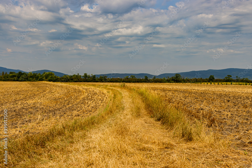 A harvested wheat field with a forest in the background.