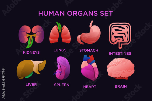 Human organ 
