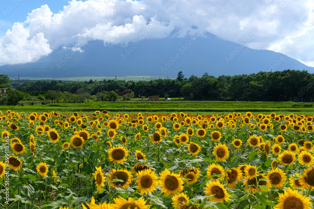 Fototapeta premium 山中湖村の富士山とひまわり