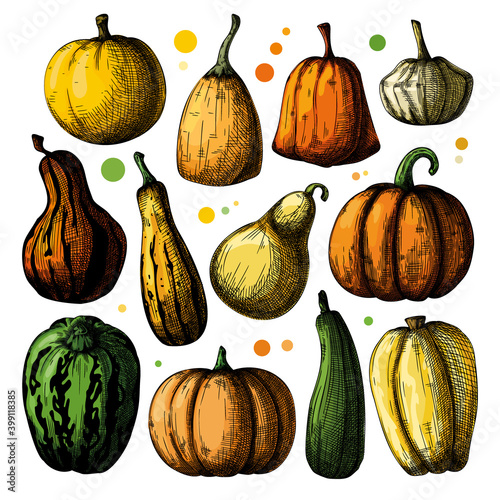 Hand drawn pumpkin set isolated on white background. Vector illustration