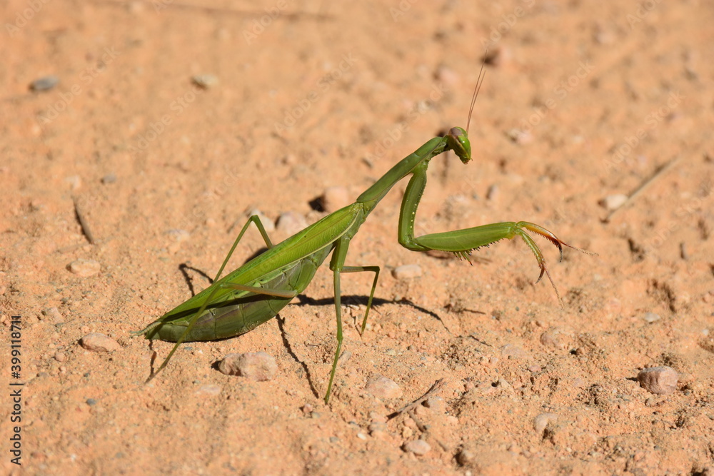 mantis religiosa mantis religiosa