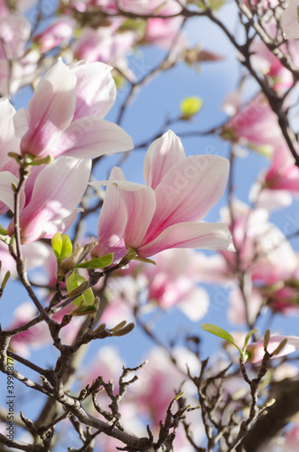 Beautiful magnolia tree blossoms in springtime. Jentle magnolia flower against sunset light.