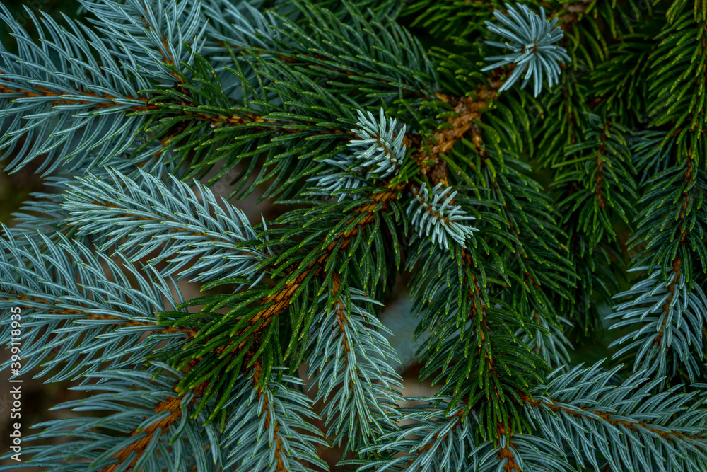 Blue fir tree branch. Winter mood, dark background.