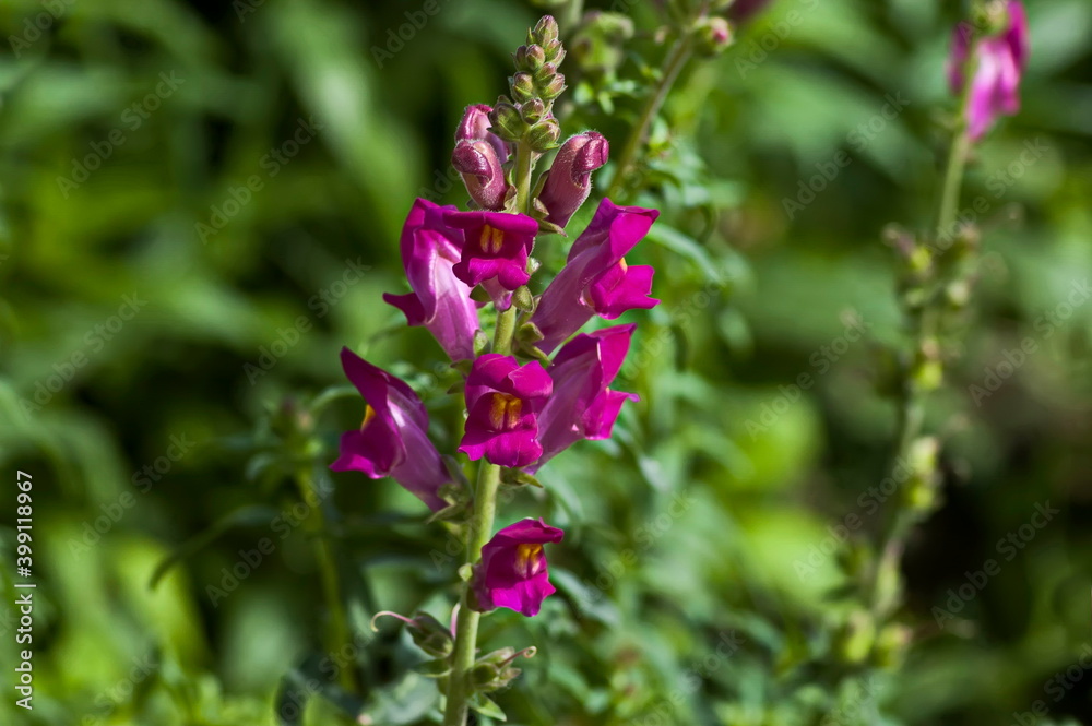 Antirrhinum majus snapdragon flowers in the garden, Zavet, Bulgaria  