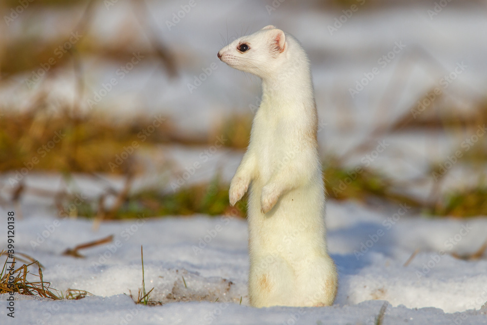 Hermelin (Mustela erminea) im Winterfell Hermelin (Mustela erminea) im Winterfell