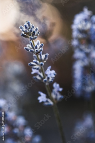 Macro shot of lavender flowers. beautiful plant picture © serbogachuk