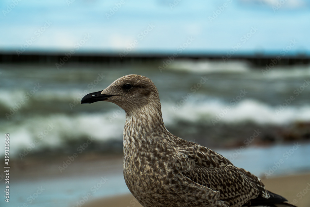 Close-up photo of a young seagull, sea in the background. Close-up photo of a young seagull, sea in the background.