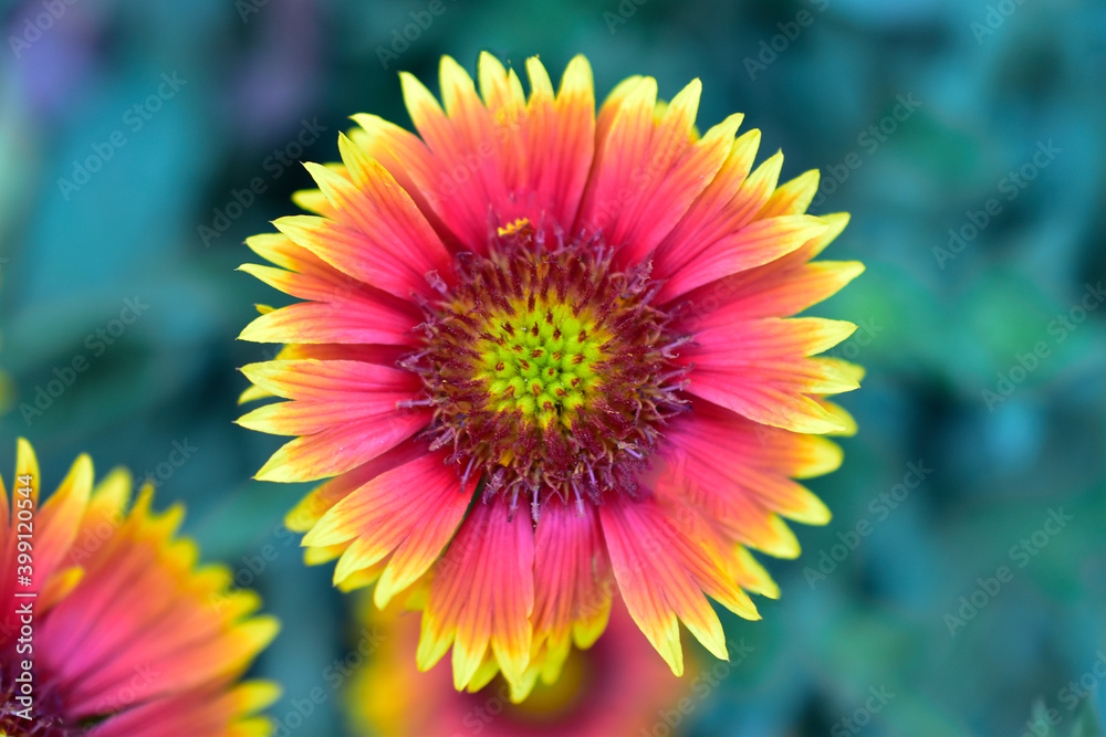 indian blanket flower, wildflower against green background. indian blanket flower, wildflower against green background.