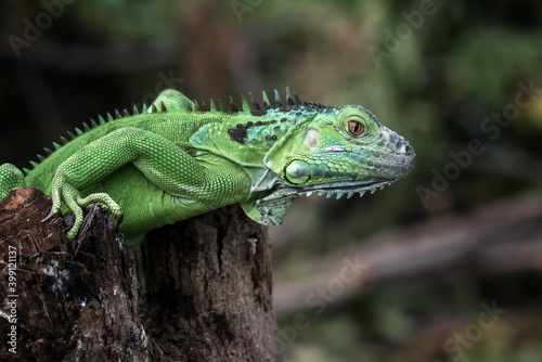 Portrait of a green iguana in bright colors