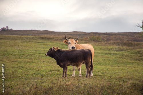 Two cows child and mother graze in the meadow