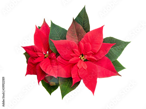 Poinsettia flowers and leaves on white isolated background. Element of mowing design. Christmas decoration.