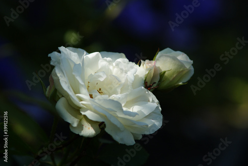 White Wild Roses on Blue Black Background Digital Photography