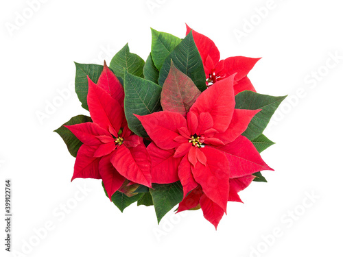 Poinsettia flowers and leaves on white isolated background. Element of mowing design. Christmas decoration.