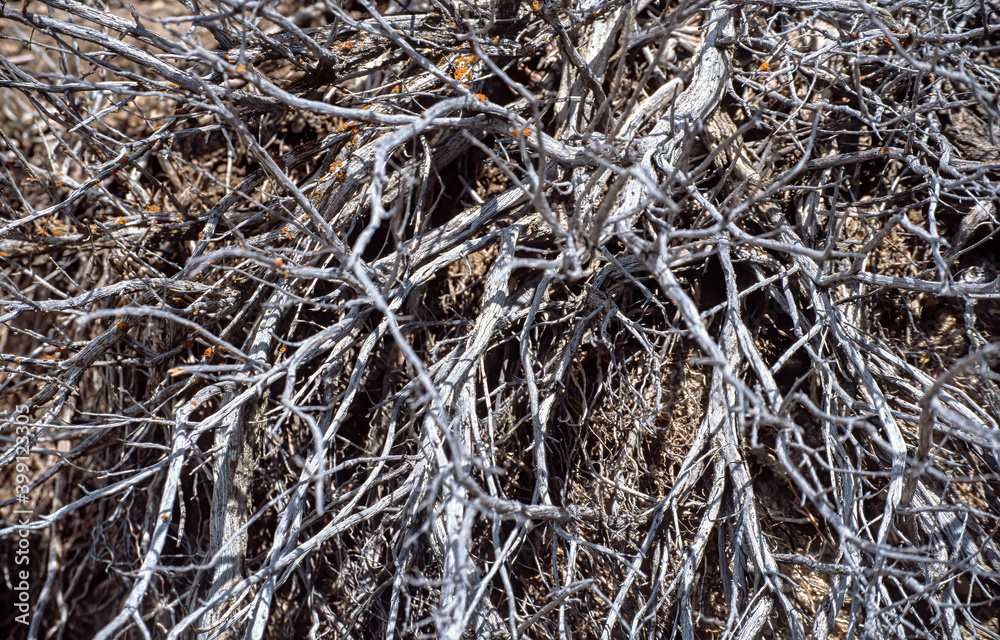 Bleached dead branches in Yellowstone National Park
