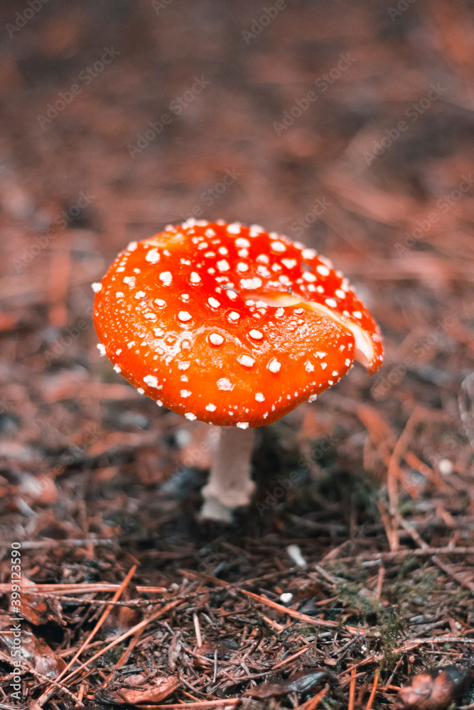 Bright red fly agaric in Christmas tree needles. Amanita. Autumn rainy forest Bright red fly agaric in Christmas tree needles. Amanita. Autumn rainy forest