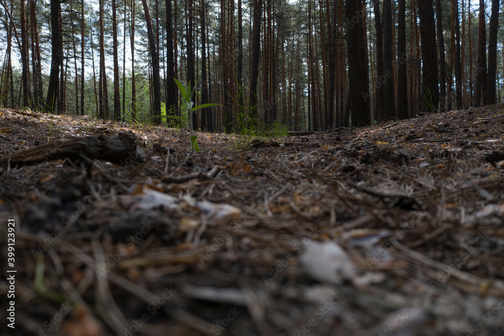 rotten bark and dry pine branches lie on the needles rotten bark and dry pine branches lie on the needles