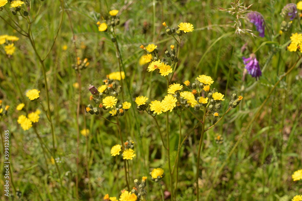 Hieracium pilosella, or mouse-ear hawkweed. Yellow forest flower with ...