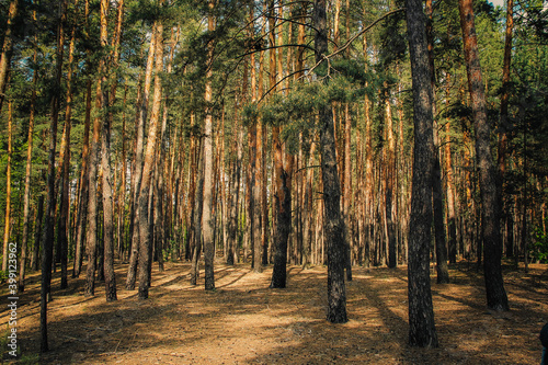 Fototapeta Naklejka Na Ścianę i Meble -  a young pine forest grows on the ground covered with needles