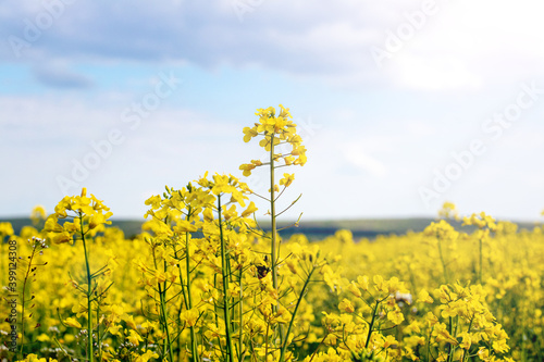 Yellow rapeseed flowers on a background of sky, rapeseed blossoms