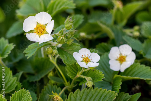 Strawberry blossoms. White strawberry flowers in the garden. Growing strawberries