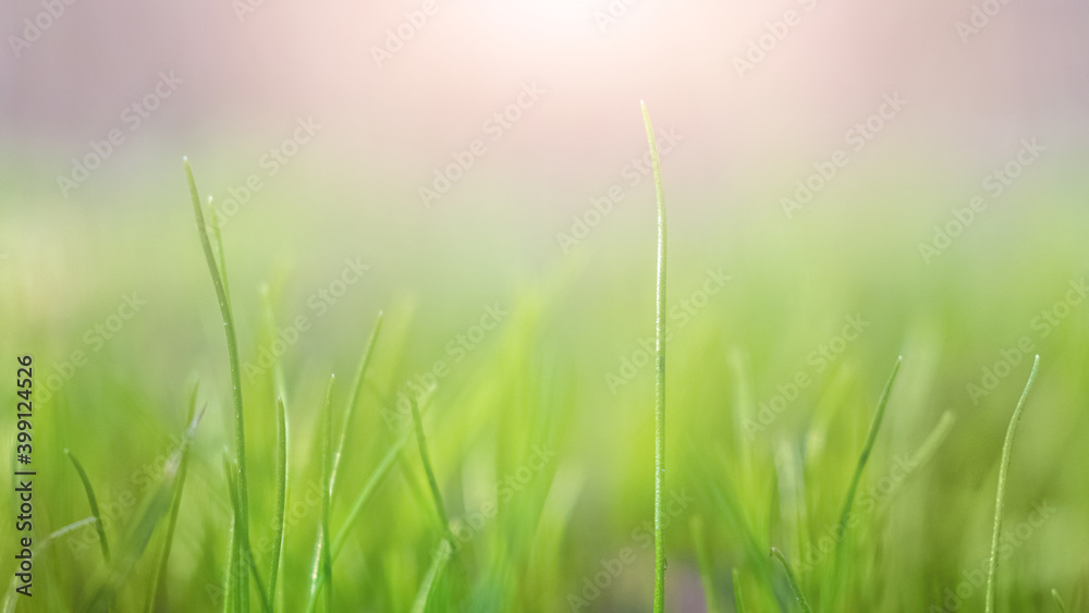 Spring background with fresh green grass in the sunlight Spring background with fresh green grass in the sunlight