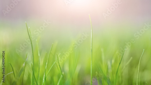 Spring background with fresh green grass in the sunlight