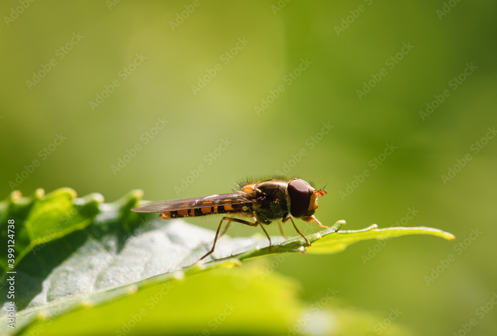 Fototapeta premium Hoverfly Close Up. hoverfly sitting on a green leaf. close up in nature. details in nature.