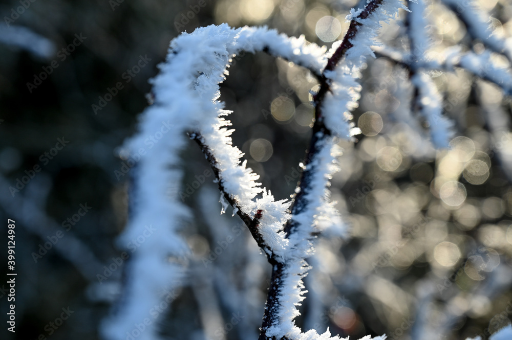 Frozen branches with big ice crystals illuminated by the golden sunlight.