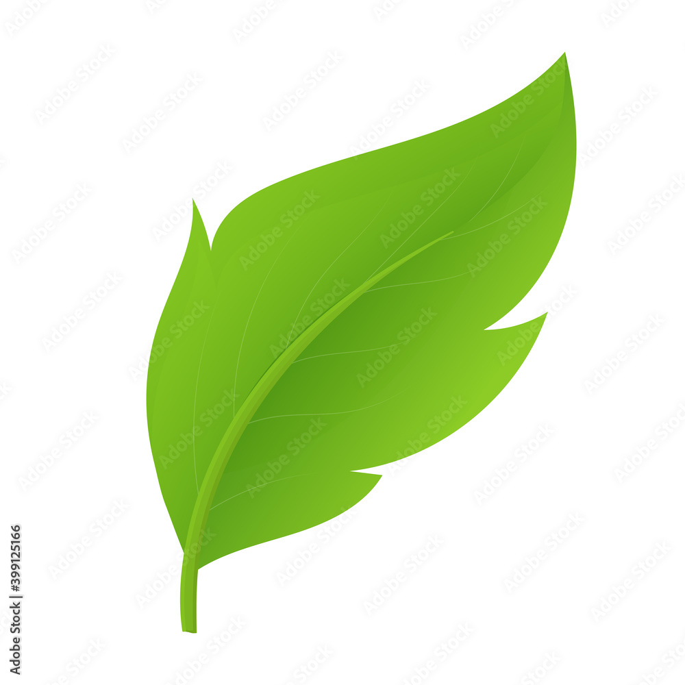 Obraz premium Single green leaf