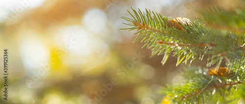 Christmas tree on blurred background. Close up of fir branches with bokeh. Spruce needles out of soft focus. New year concept for a holiday card. Copy space