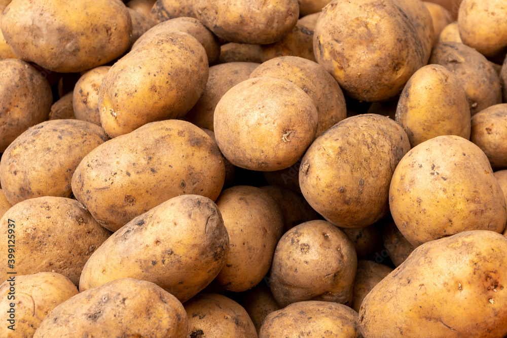 fresh potato with traces of earth on the skin. dirty raw potatoes fresh potato with traces of earth on the skin. dirty raw potatoes