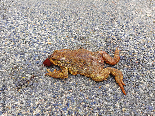 a toad is dead hit by a car when trying to cross the road