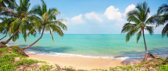 tropical beach with cocnut palm tree