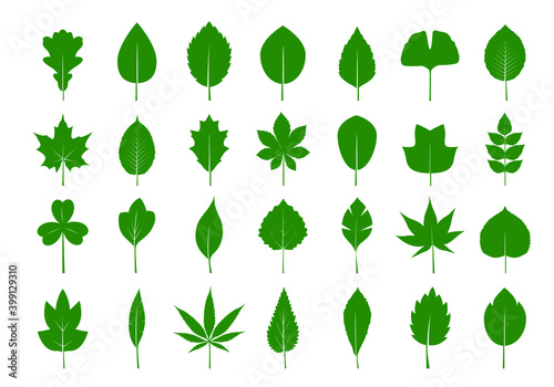 A set of green various Leaves. Vector icon. Vector Illustration. Plant in garden.
