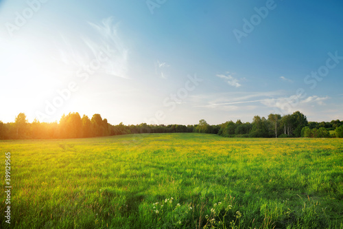 Summer landscape: yellow flowers hill and blue sky at sunset time