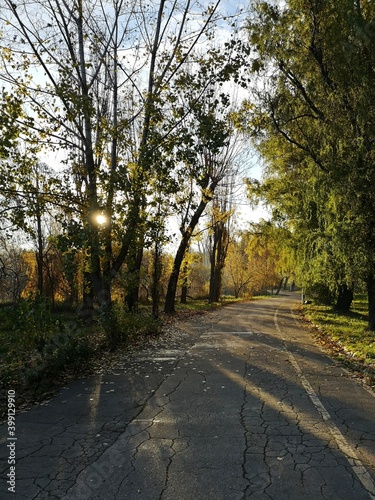 Morning in the forest / park - light rays and shadows between trees