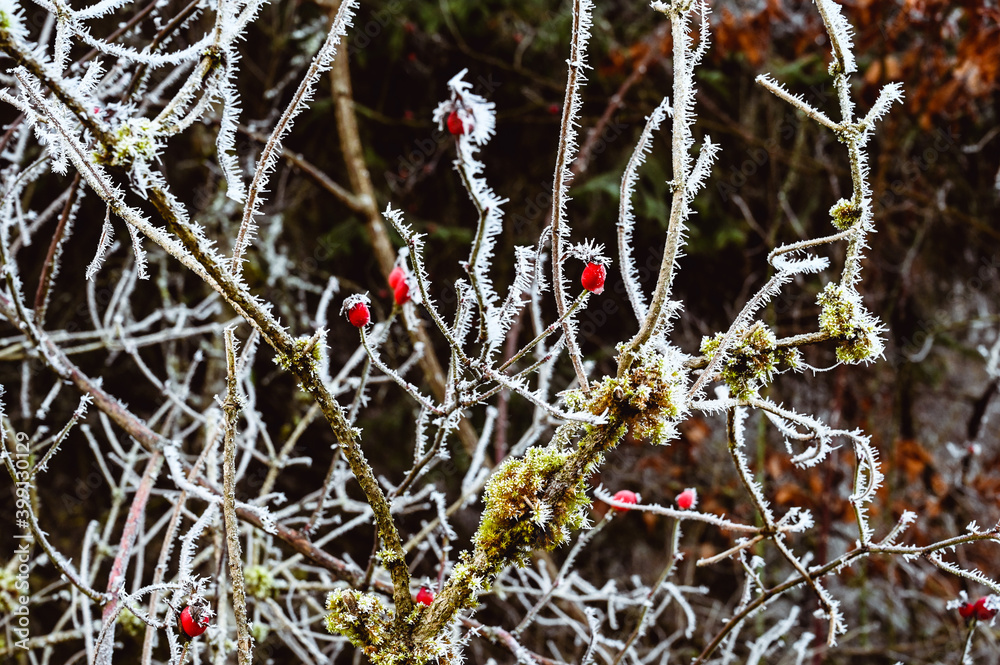 Single rose hips on a branch in winter. Frozen branches are in the background. Single rose hips on a branch in winter. Frozen branches are in the background.