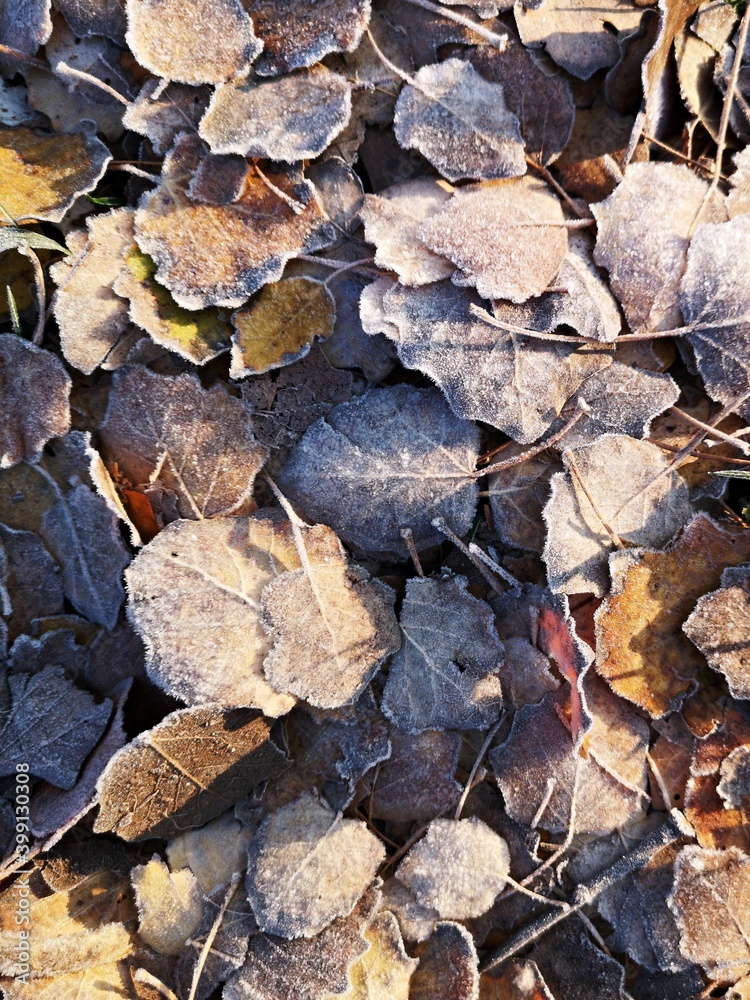 Autumn leaves background - Autumn leaves on the ground Autumn leaves background - Autumn leaves on the ground