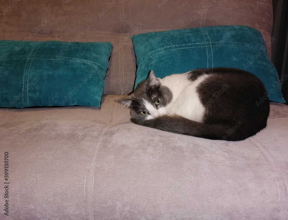 cat on couch