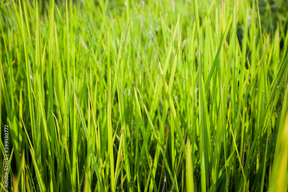 green grass texture green grass texture