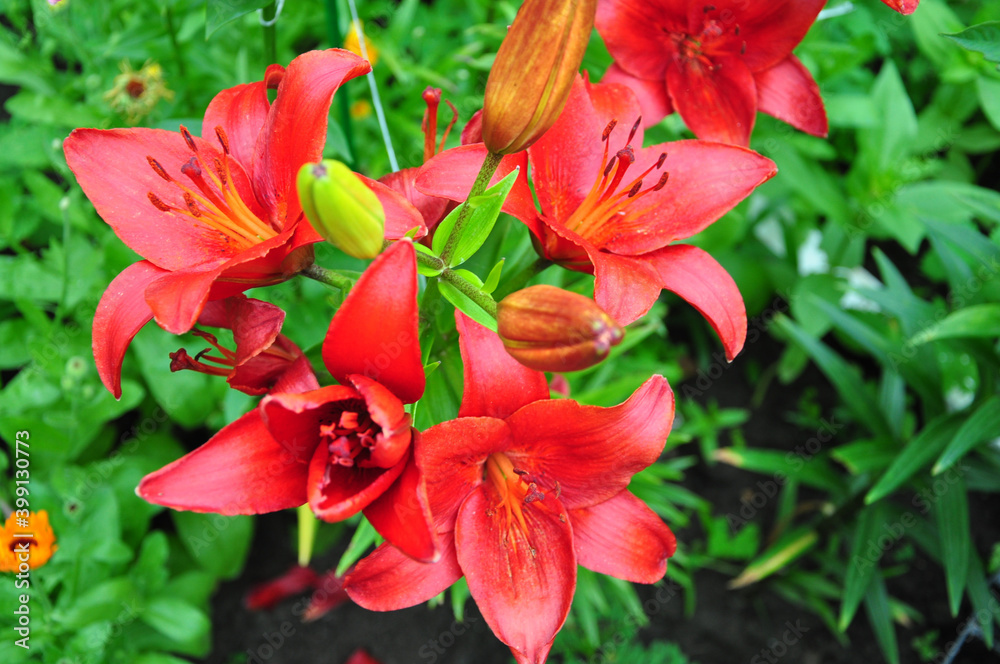 Red flowers are daylilies or Hemerocallis.