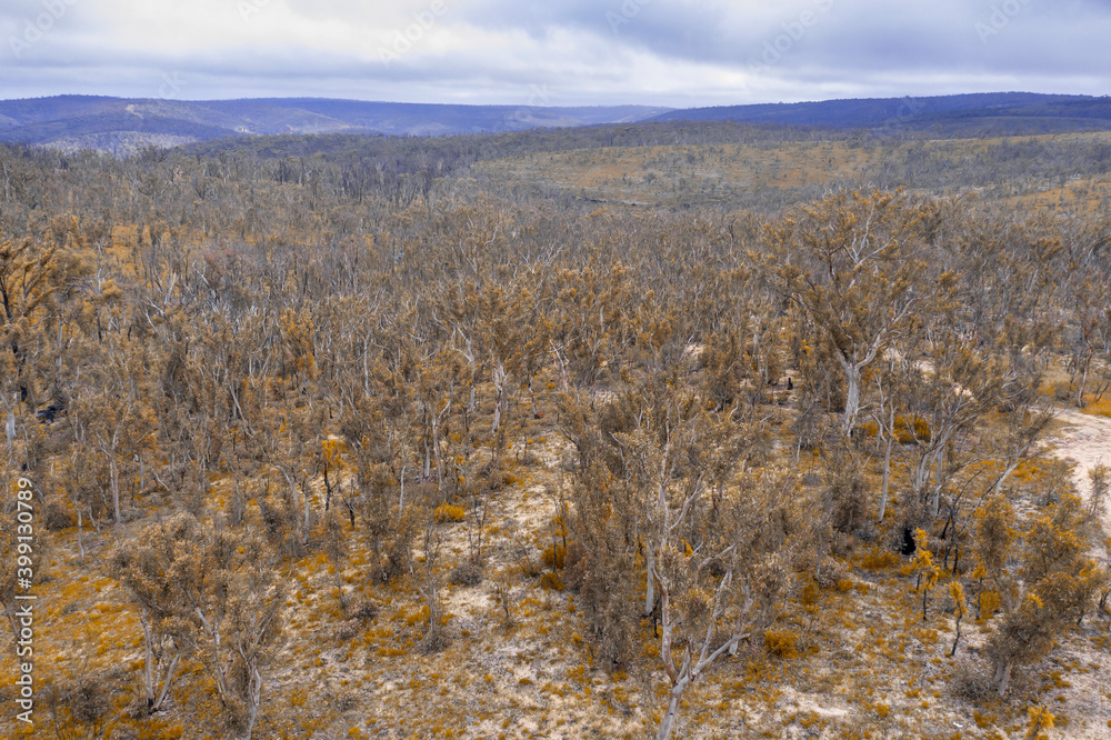 Aerial photograph of forest regeneration after bushfires in regional Australia