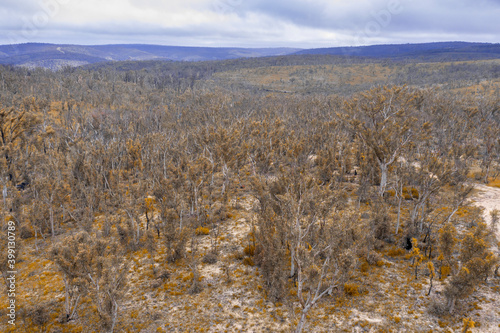 Aerial photograph of forest regeneration after bushfires in regional Australia