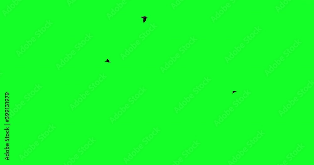 Pack of 7 different flock of crows - multiple options at different angles, on green screen background. Pre keyed for compositing as VFX effects.