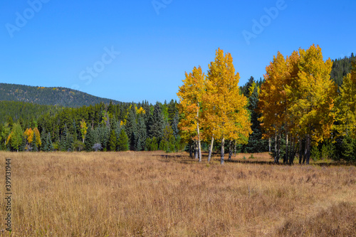 Field of fall colors including golden aspens, amber grasses and green pines near Denver, Colorado.