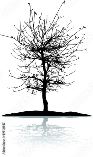 silhouette of natural tree with water reflection