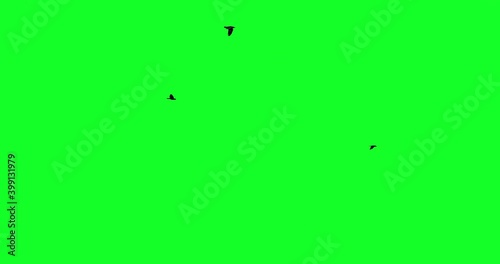 Pack of 7 different flock of crows - multiple options at different angles, on green screen background. Pre keyed for compositing as VFX effects. photo