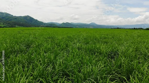 A low altitude drone footage of vast sugarcane fields from the Philippines (Bais, Negros Oriental, Central Visayas).
 photo