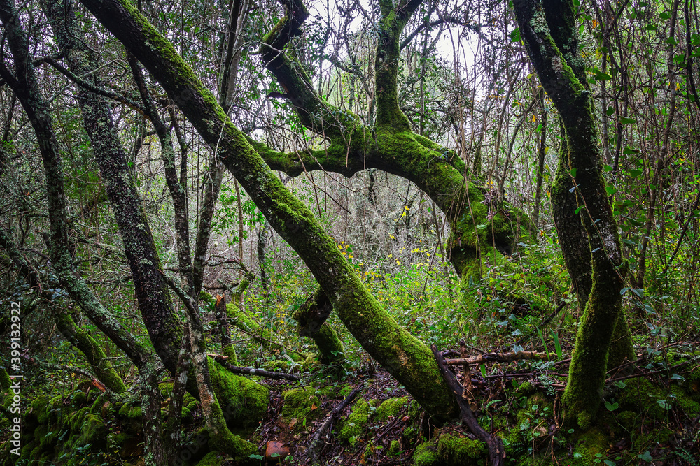 Beautiful tree covered with green moss in the trails of the village of Beselgas, Serra de Aire, Portugal Beautiful tree covered with green moss in the trails of the village of Beselgas, Serra de Aire, Portugal